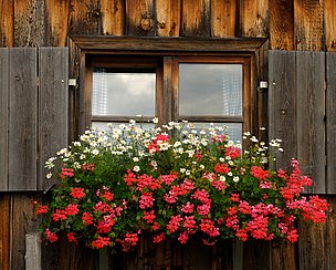 Alpenchick - üppiger Blumenschmuck am Fenster