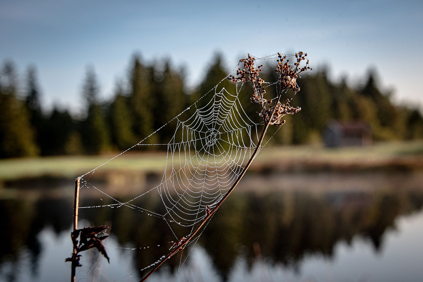 Tautropfen hängen in einem Spinnennetz, im Hintergrund ist verschwommen ein Baumkette sowie ein See zu sehen.