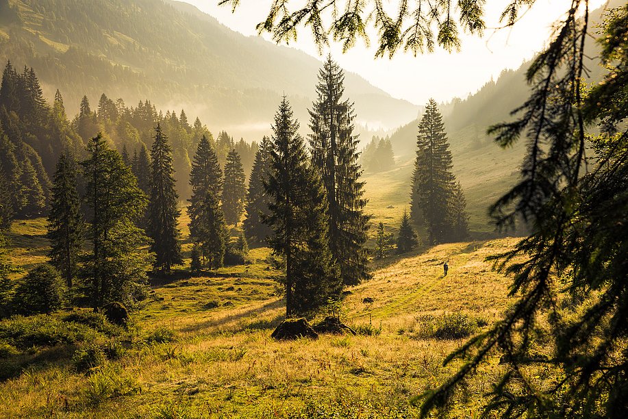 Gunzesrieder Tal mit Bäumen und Bergen in der goldenen Sonne