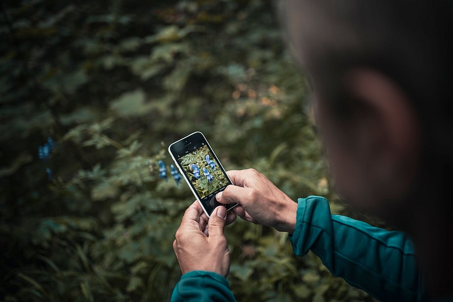 Mann fotografiert die Blüten des Eisenhut mit dem Handy