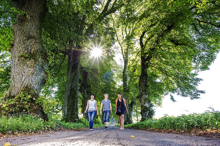 Spaziergänger an einem Sommertag in der prachtvollen Lindenallee in Marktoberdorf