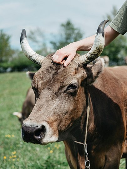 Eine Hand liegt auf dem Kopf einer Braunviehkuh mit Hörnern 