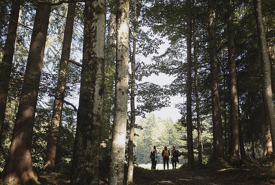 Wandergruppe steht am Waldrand, im Vordergrund hohe Bäume
