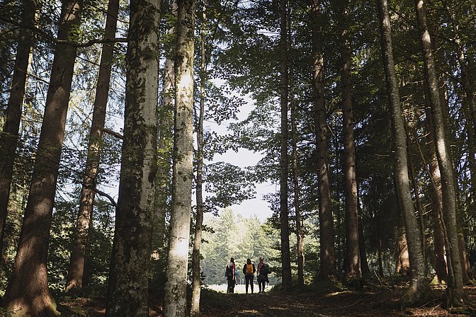 Wandergruppe steht am Waldrand, im Vordergrund hohe Bäume