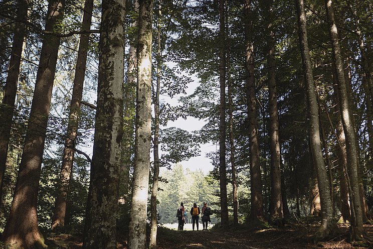 Wandergruppe steht am Waldrand, im Vordergrund hohe Bäume