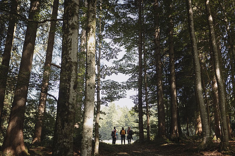 Wandergruppe steht am Waldrand, im Vordergrund hohe Bäume