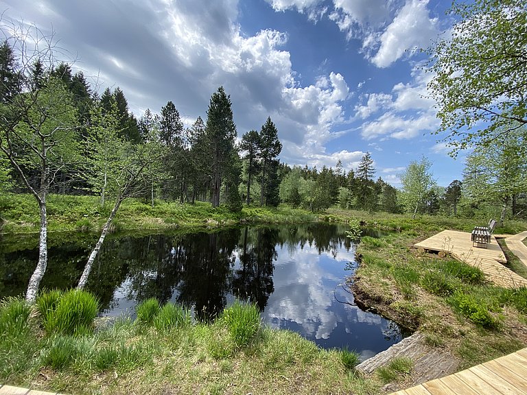 Moorweiher, Premiumwanderweg Oberreute Wald und Wiese