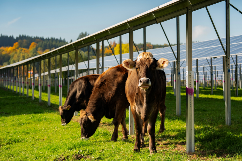 Drei Kühe auf einer Wiese unter Solarpanels