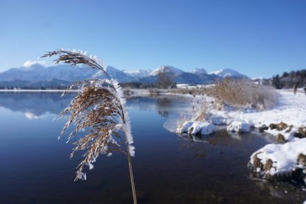 FTM_schilf_hopfensee_62_GEisenschink