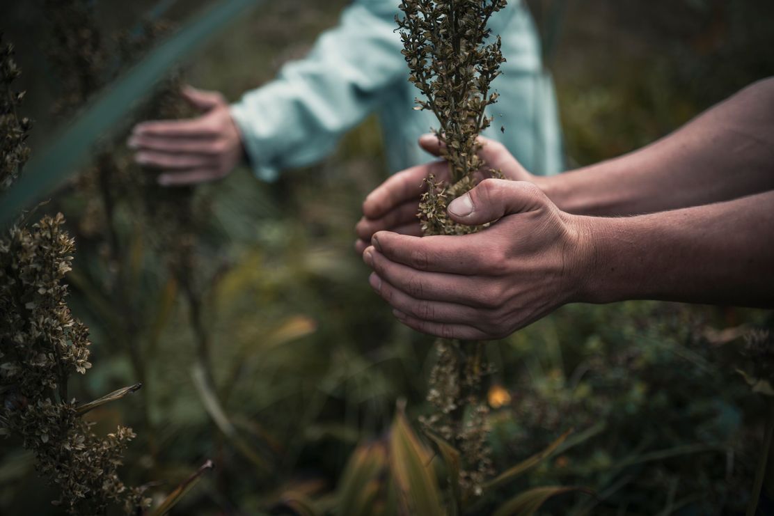 Web_Version-Hände spüren Pflanze © Allgäu GmbH, Dominik Berchtold