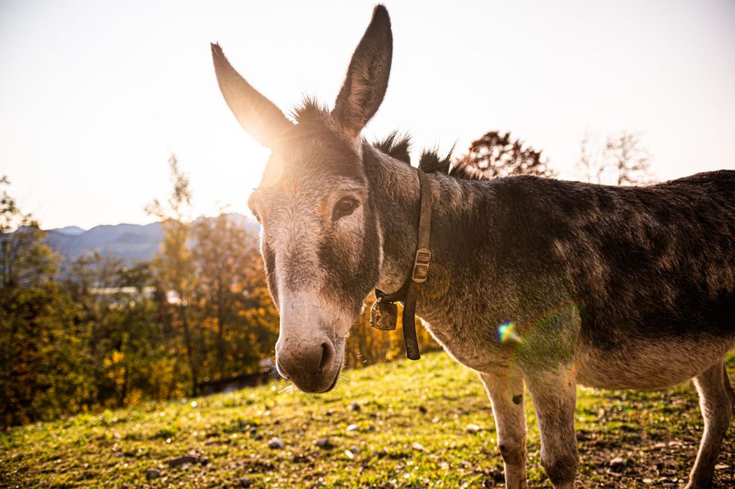 Familotel Allgäuer Berghof - Ofterschwang Allgäu